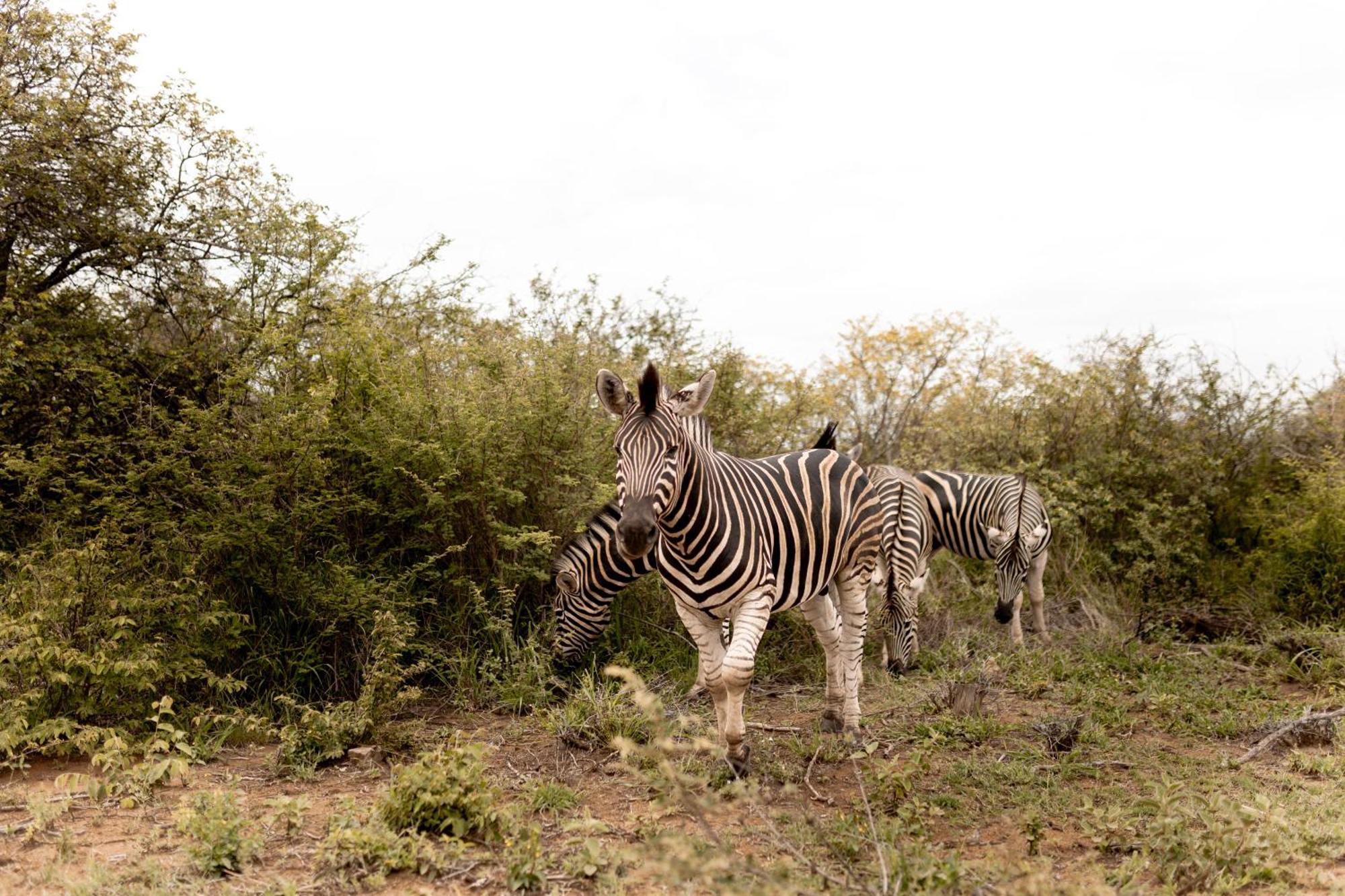 Little Kubu Lodge Hoedspruit Luaran gambar