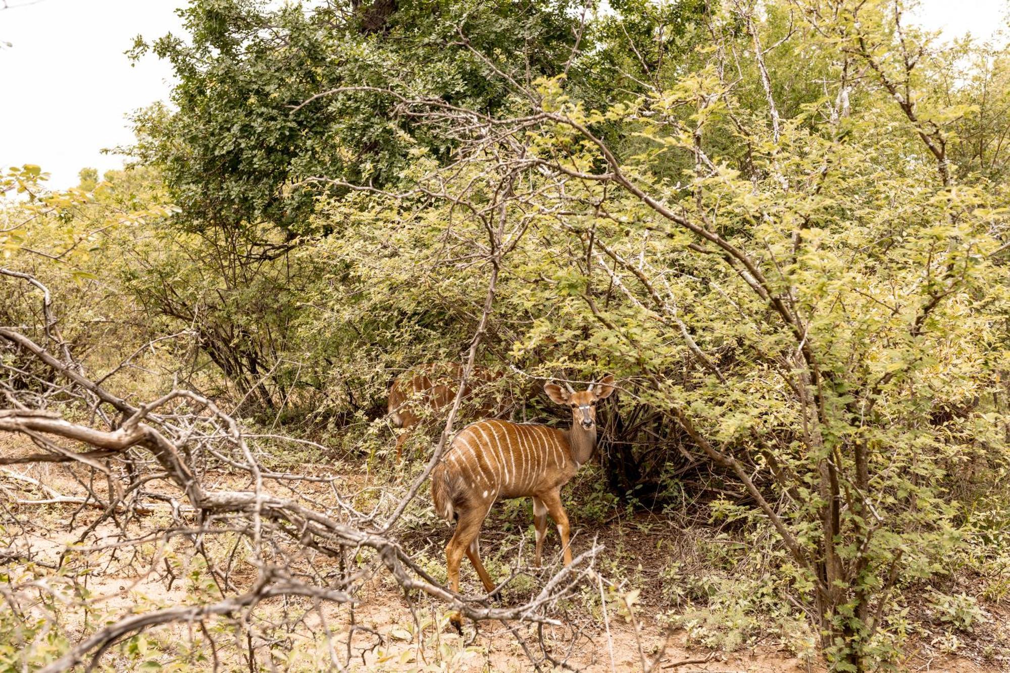 Little Kubu Lodge Hoedspruit Luaran gambar
